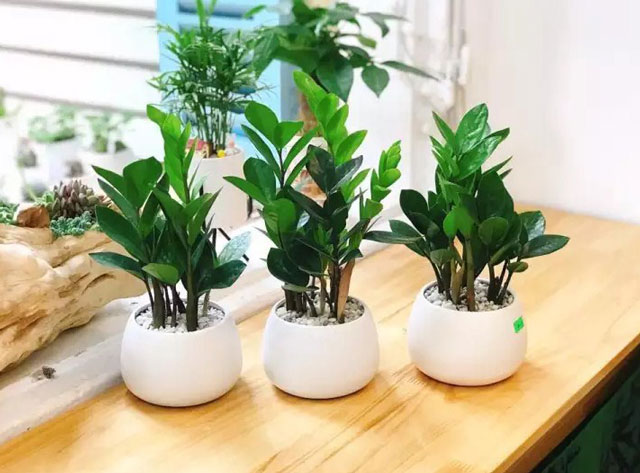 5 loại cây được mệnh danh là con cưng thần tài, để trên bàn làm việc càng tăng “dương khí” - Ảnh 4.