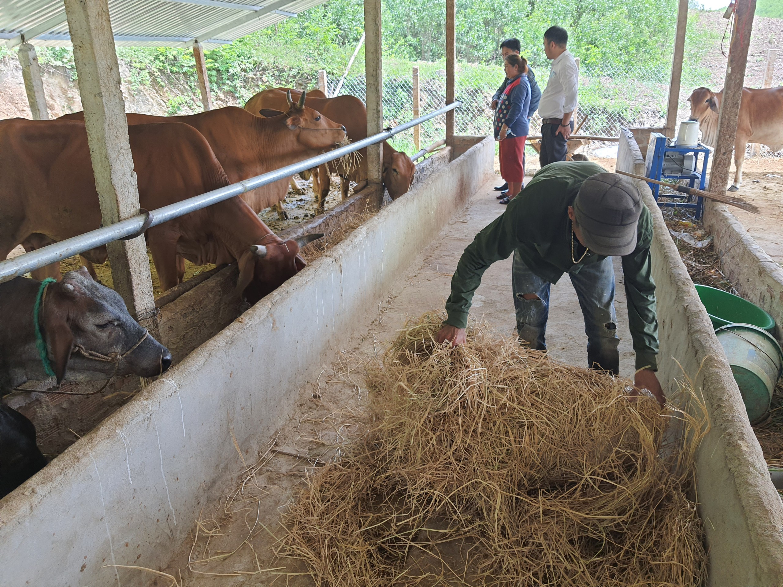 Khánh Hòa: Nông dân vươn lên làm giàu từ trồng bưởi, chuối,nuôi bò,... - Ảnh 2. Khánh Hòa: Nông dân vươn lên làm giàu từ trồng bưởi, chuối,nuôi bò,... - Ảnh 2.