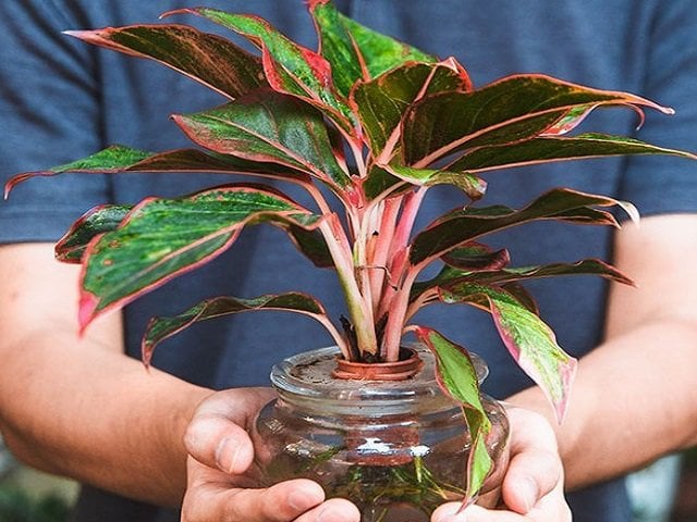 5 loại cây được mệnh danh là con cưng thần tài, để trên bàn làm việc càng tăng “dương khí” - Ảnh 7.