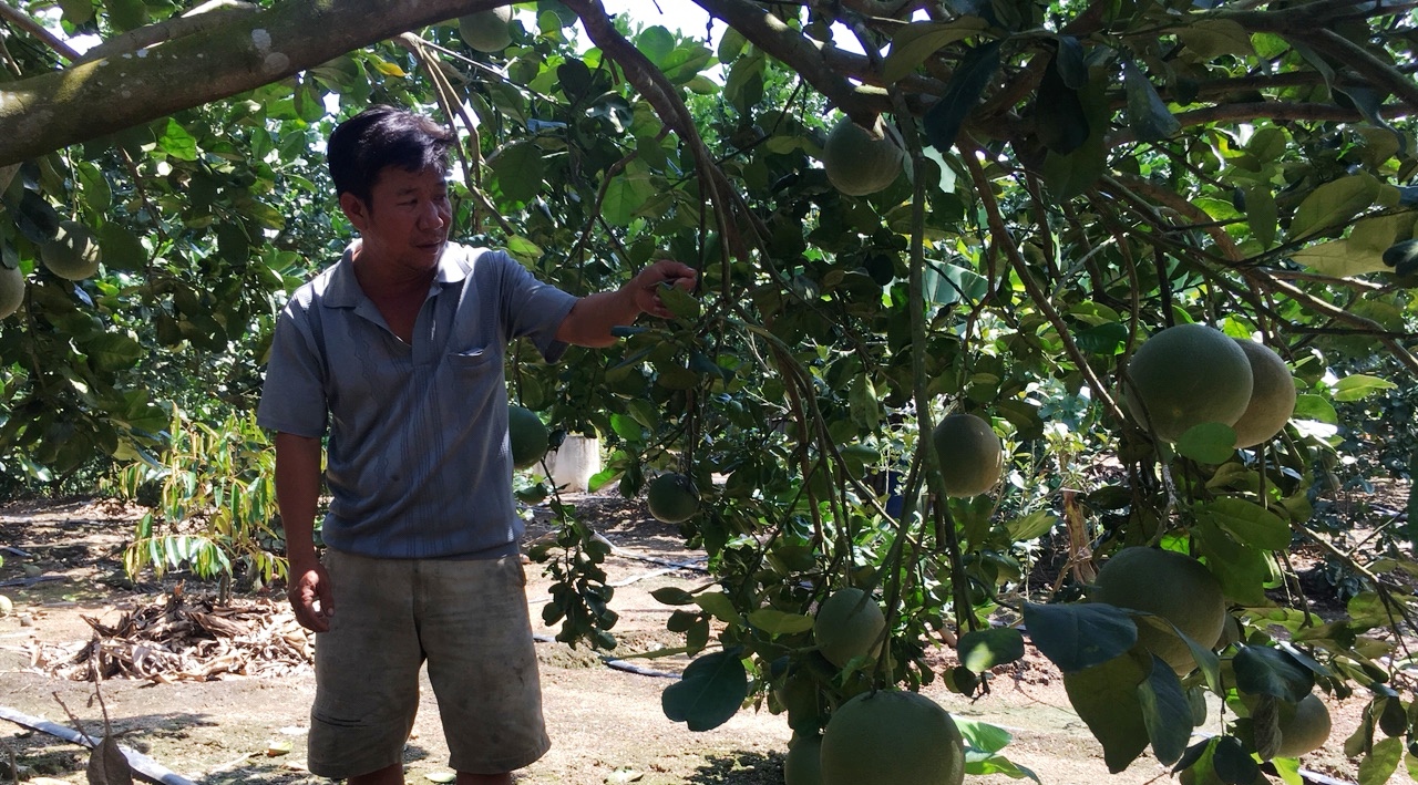 Khánh Hòa: Nông dân vươn lên làm giàu từ trồng bưởi, chuối,nuôi bò,... - Ảnh 1. Khánh Hòa: Nông dân vươn lên làm giàu từ trồng bưởi, chuối,nuôi bò,... - Ảnh 1.