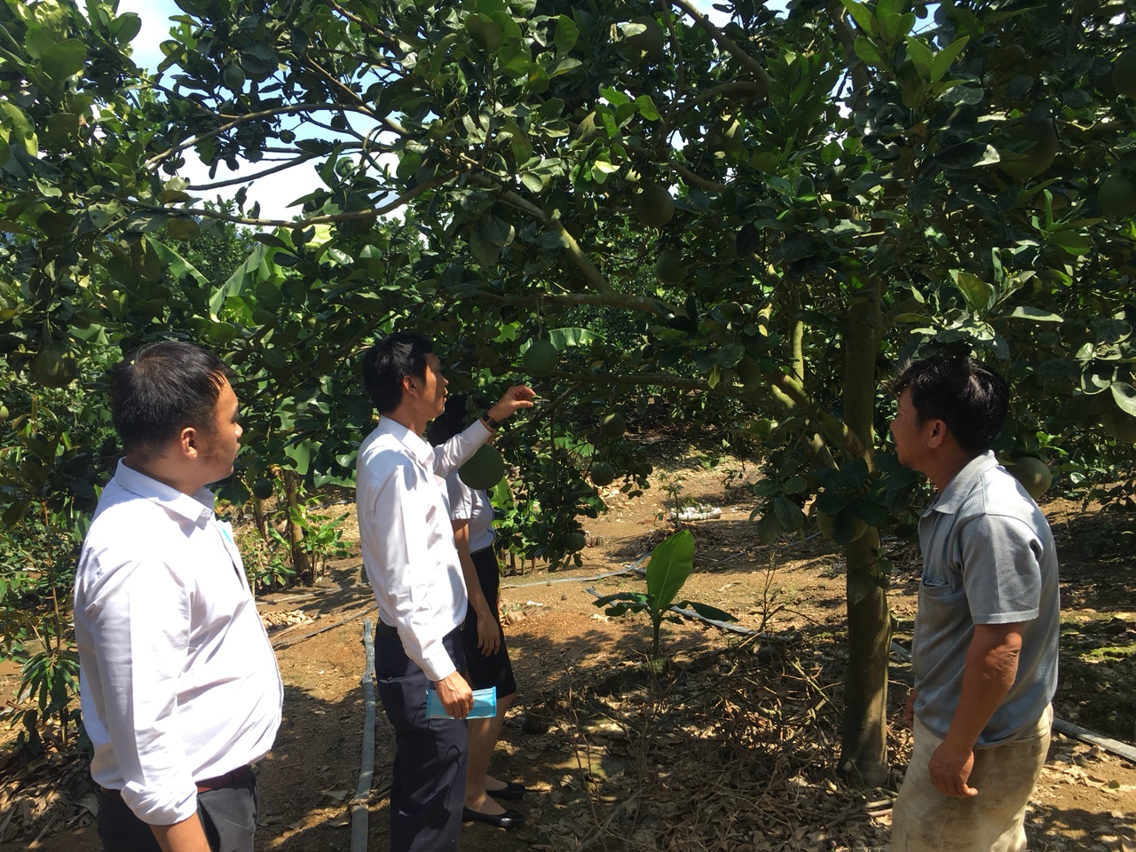 Khánh Hòa: Nông dân vươn lên làm giàu từ trồng bưởi, chuối,nuôi bò,... - Ảnh 4. Khánh Hòa: Nông dân vươn lên làm giàu từ trồng bưởi, chuối,nuôi bò,... - Ảnh 4.