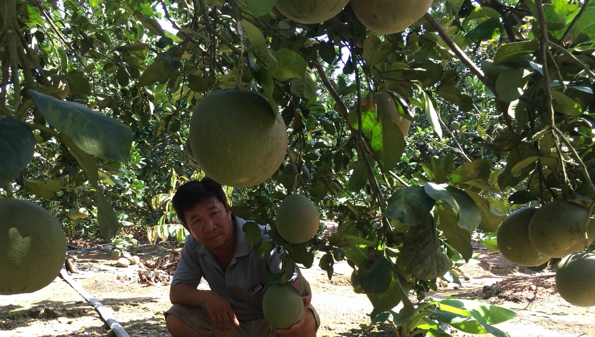 Khánh Hòa: Nông dân vươn lên làm giàu từ trồng bưởi, chuối,nuôi bò,... - Ảnh 4. Khánh Hòa: Nông dân vươn lên làm giàu từ trồng bưởi, chuối,nuôi bò,... - Ảnh 4.