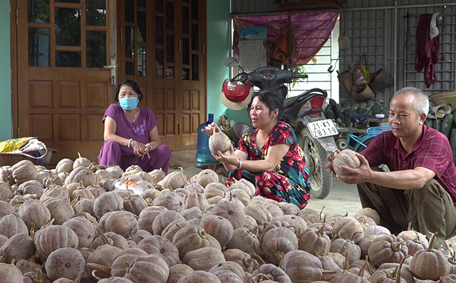 Yên Bái: Nơi này trồng giống bí gì không ăn trái, chỉ lấy hạt, lợi nhuận cao gấp 5-6 lần so với cấy lúa? - Ảnh 1.
