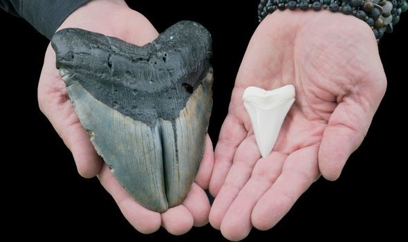 Quái vật Megalodon có thể to hơn rất nhiều so với tưởng tượng của con người - Ảnh 3.