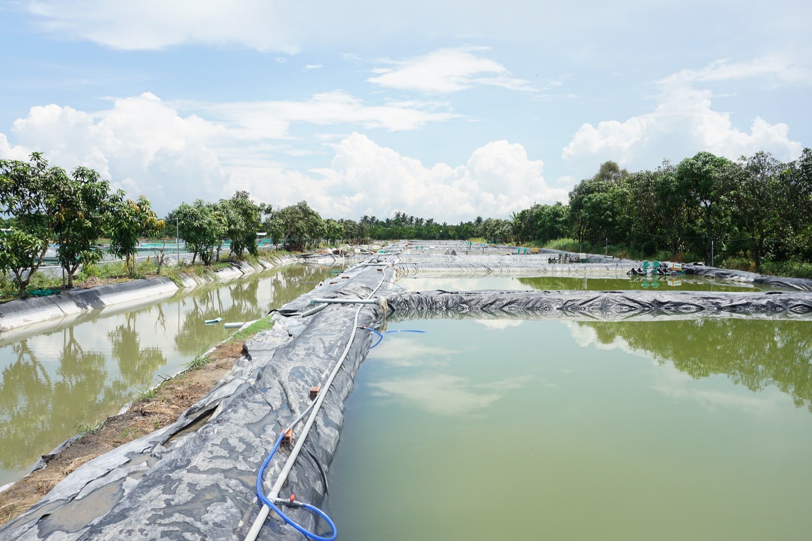 Cất bằng đại học dù thiên hạ cười, anh kỹ sư nuôi loài cá ngon như thịt baba thu 2 tỷ đồng/năm - Ảnh 6.