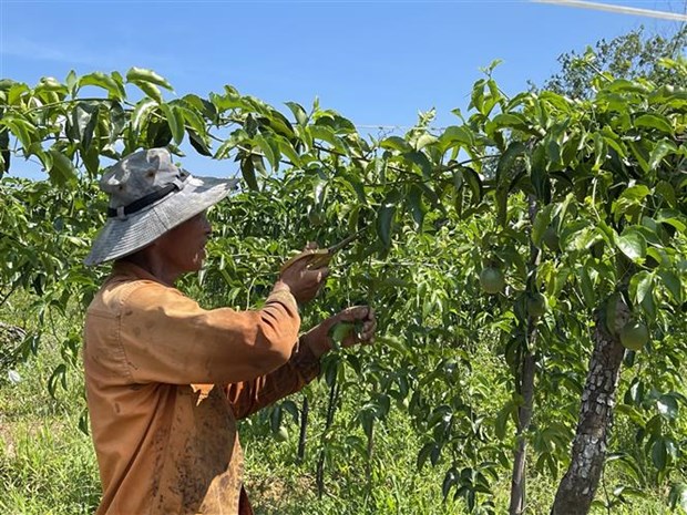 Quảng Trị: Vùng đất nóng trồng thứ cây ra trái ăn mát để làm gì mà bán loại nhất giá 35.000-38.000 đồng/kg? - Ảnh 2.