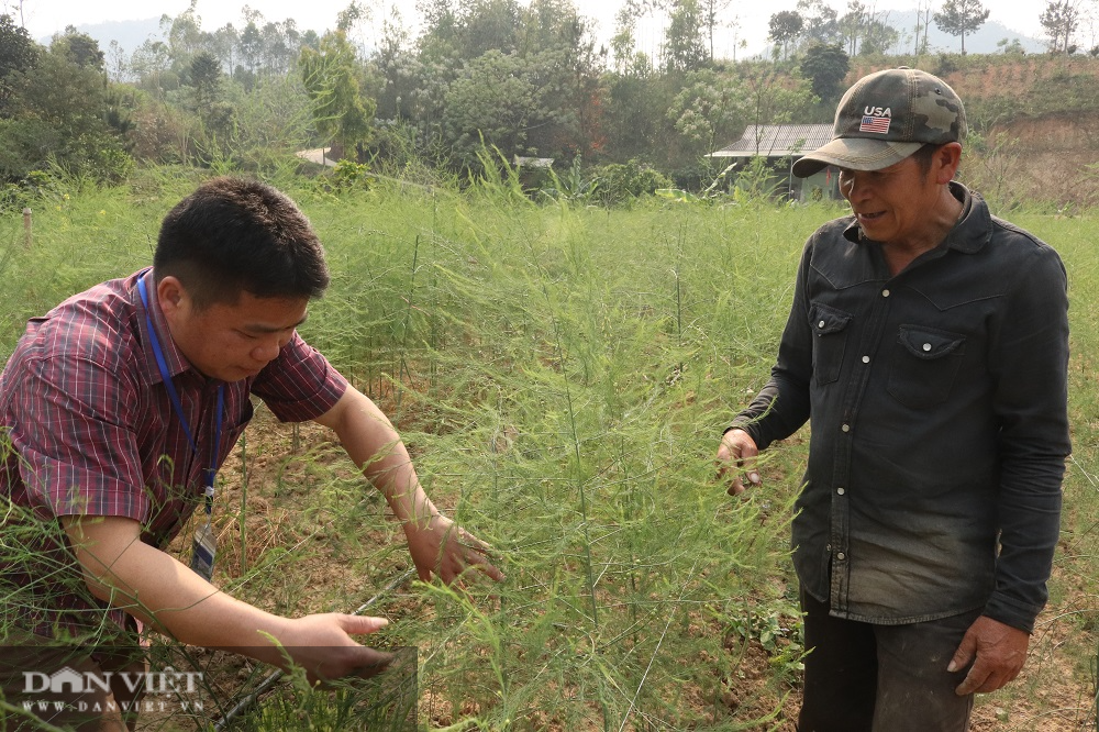 Trồng rau “Hoàng đế”, nông dân 60 tuổi thu tiền đều tay - Ảnh 3.