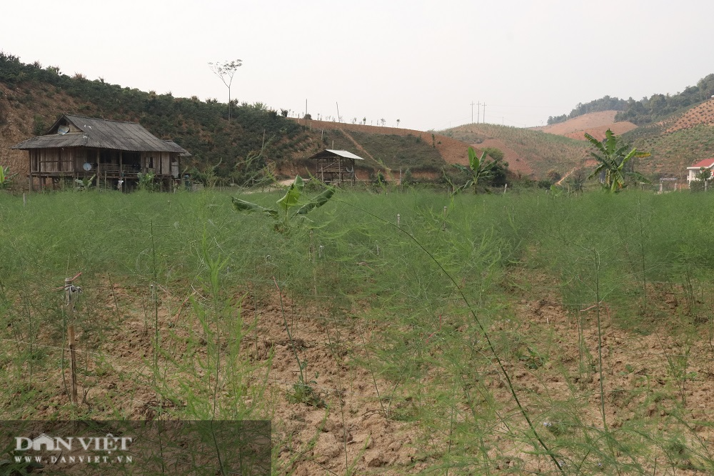 Trồng rau “Hoàng đế”, nông dân 60 tuổi thu tiền đều tay - Ảnh 4.