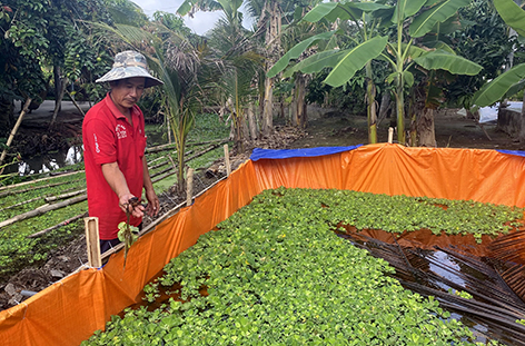 Hậu Giang: Nuôi cua đồng trong bể bạt, ai ngờ ông nông dân này lại có thu nhập cao - Ảnh 1.