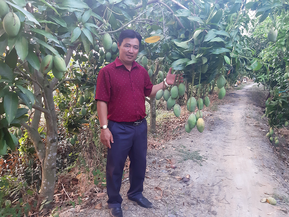 An Giang: Trồng giống loài nghe tên lạ tai, trái ra nhiều muốn gãy cả cành, dịch Covid-19 &quot;dập giá&quot; vẫn không thua lỗ - Ảnh 1.