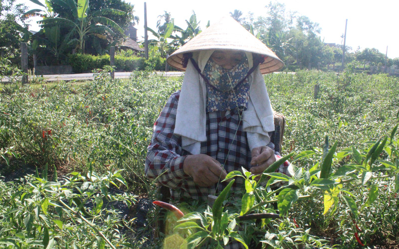 Vì sao Trung Quốc yêu cầu Việt Nam phải đáp ứng 1 trong 2 điều kiện này mới nhập khẩu ớt? - Ảnh 1.