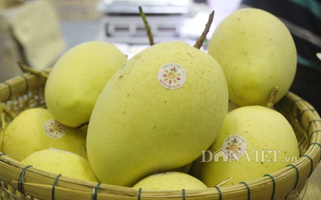 Xuất khẩu xoài bị đình trệ do ảnh hưởng dịch Covid-19. Ảnh Nguyễn Vy