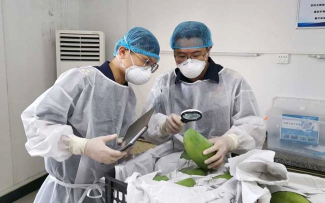 Nhân viên hải quan Trung Quốc kiểm tra xoài keo Romiet tươi nhập khẩu từ Campuchia. Ảnh: PhnomPenh Post
