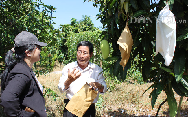 Nông dân trồng xoài ở Cù Lao Giêng (An Giang). Ảnh Nguyễn Vy