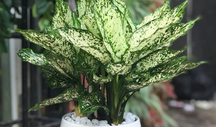 Bật mí loài cây phong thủy sẽ mang lại may mắn, thịnh vượng cho 12 con giáp - Ảnh 5.