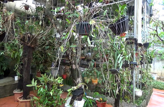 Thanh Hóa: Trồng hoa phong lan rừng, treo đầy nhà, sơn nữ còn mong muốn điều ai nghe cũng bất ngờ - Ảnh 3.