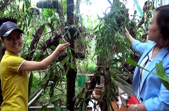 Thanh Hóa: Trồng hoa phong lan rừng, treo đầy nhà, sơn nữ còn mong muốn điều ai nghe cũng bất ngờ - Ảnh 4.