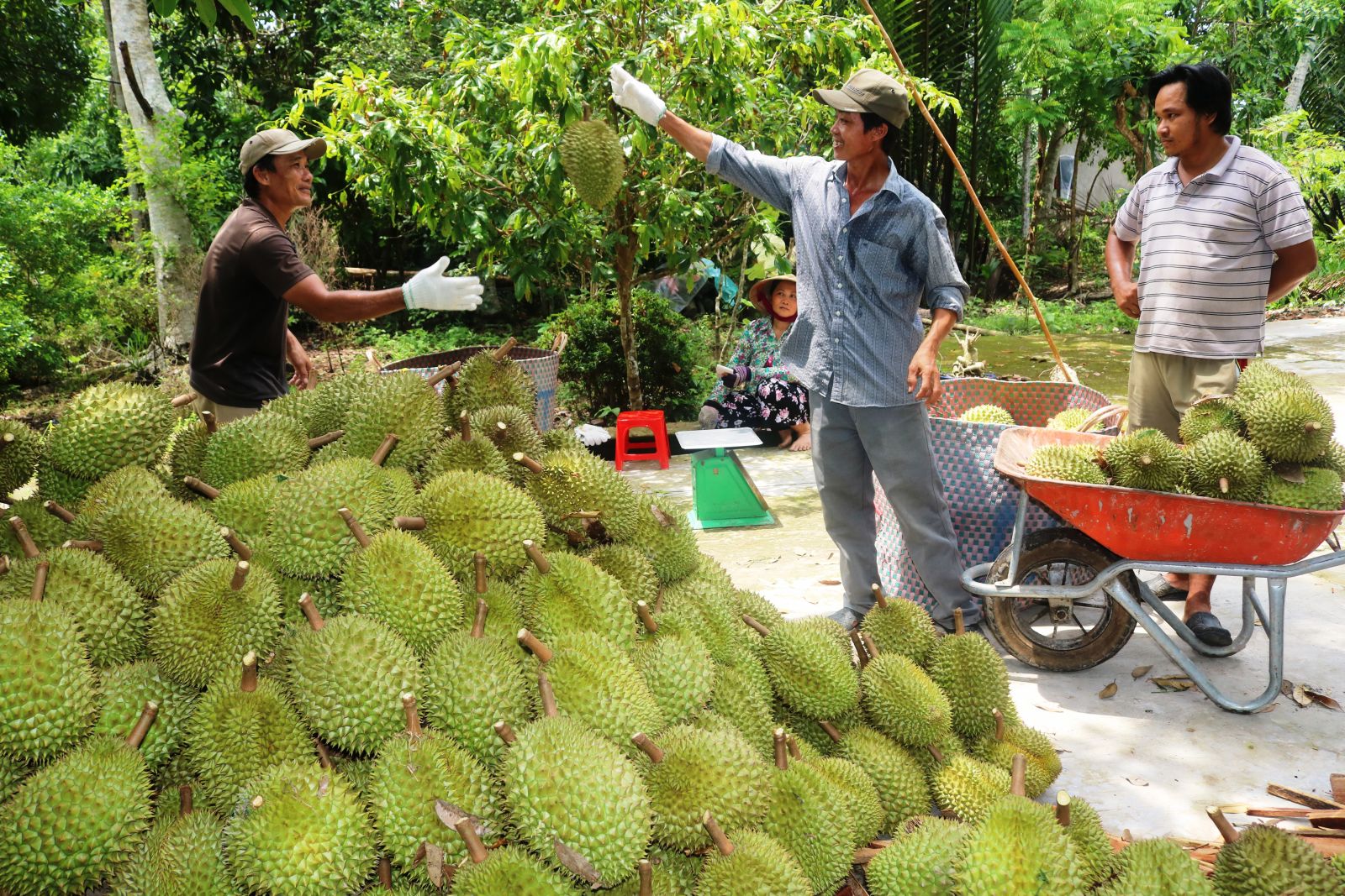 Mặc dịch Covid-19, giá loại trái cây này vẫn cao - Ảnh 1.