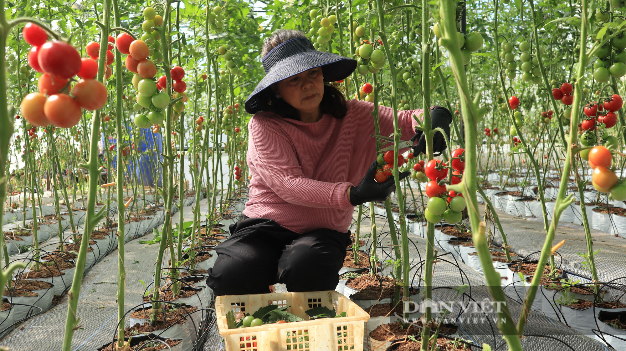 Lâm Đồng: Giá thuê đất nông nghiệp &quot;trên trời&quot; khiến nhà đầu tư “e ngại” - Ảnh 1.