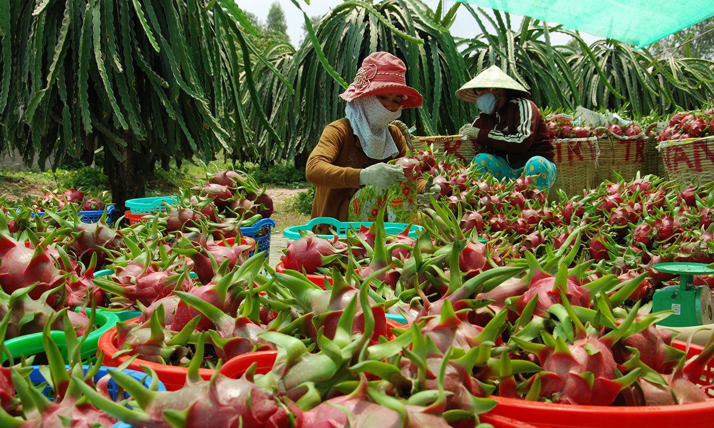 Thanh long, xoài, khoai lang sắp đổ ra thị trường hàng triệu tấn, Bộ NNPTNT đề nghị Ban Tuyên giáo Trung ương hỗ trợ việc - Ảnh 2.