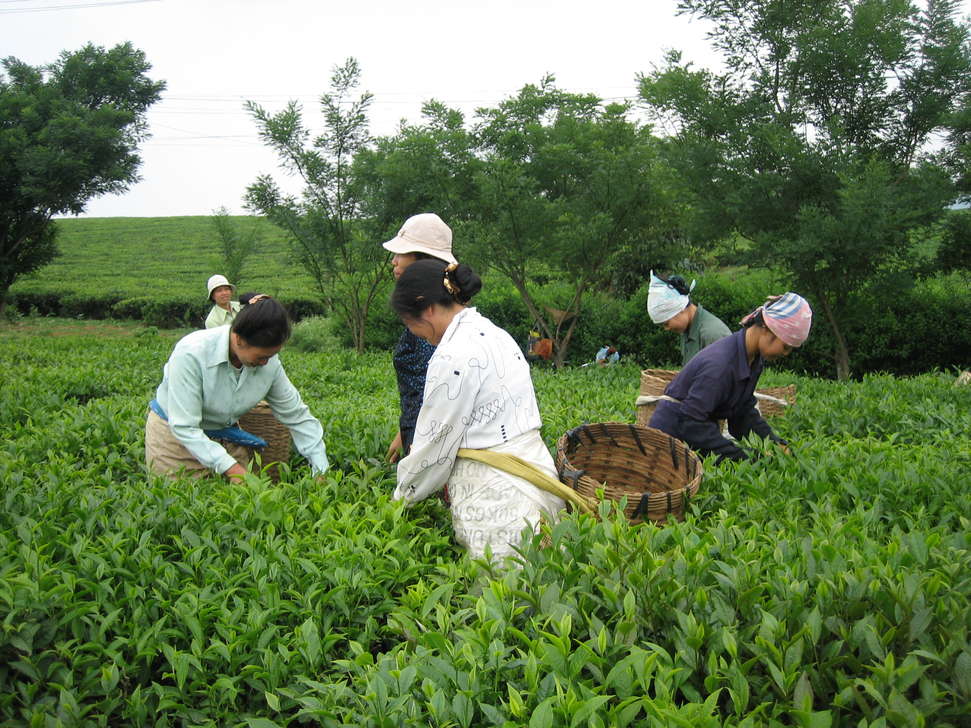 Mỹ nhập khẩu  - Ảnh 1.