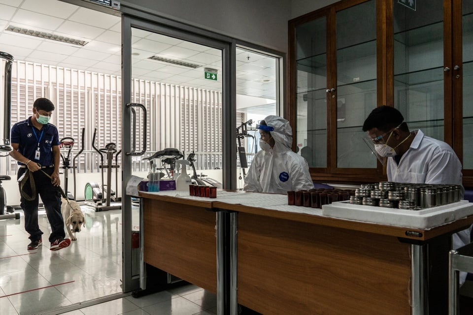 Huấn luyện chó phát hiện nhanh người mắc Covid-19 ở Thái Lan - Ảnh 6.