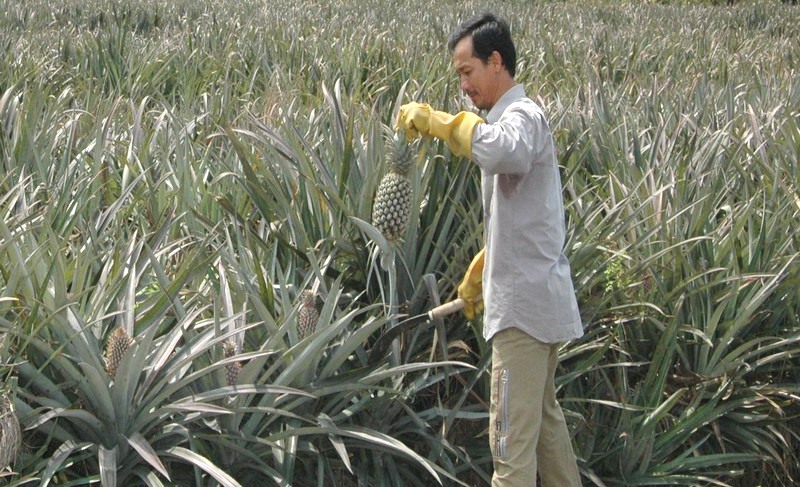 Long An: “Đụng” dịch Covid-19, giá trái “nồi đồng, cối đá” lao dốc, nông dân lo thua lỗ - Ảnh 1.