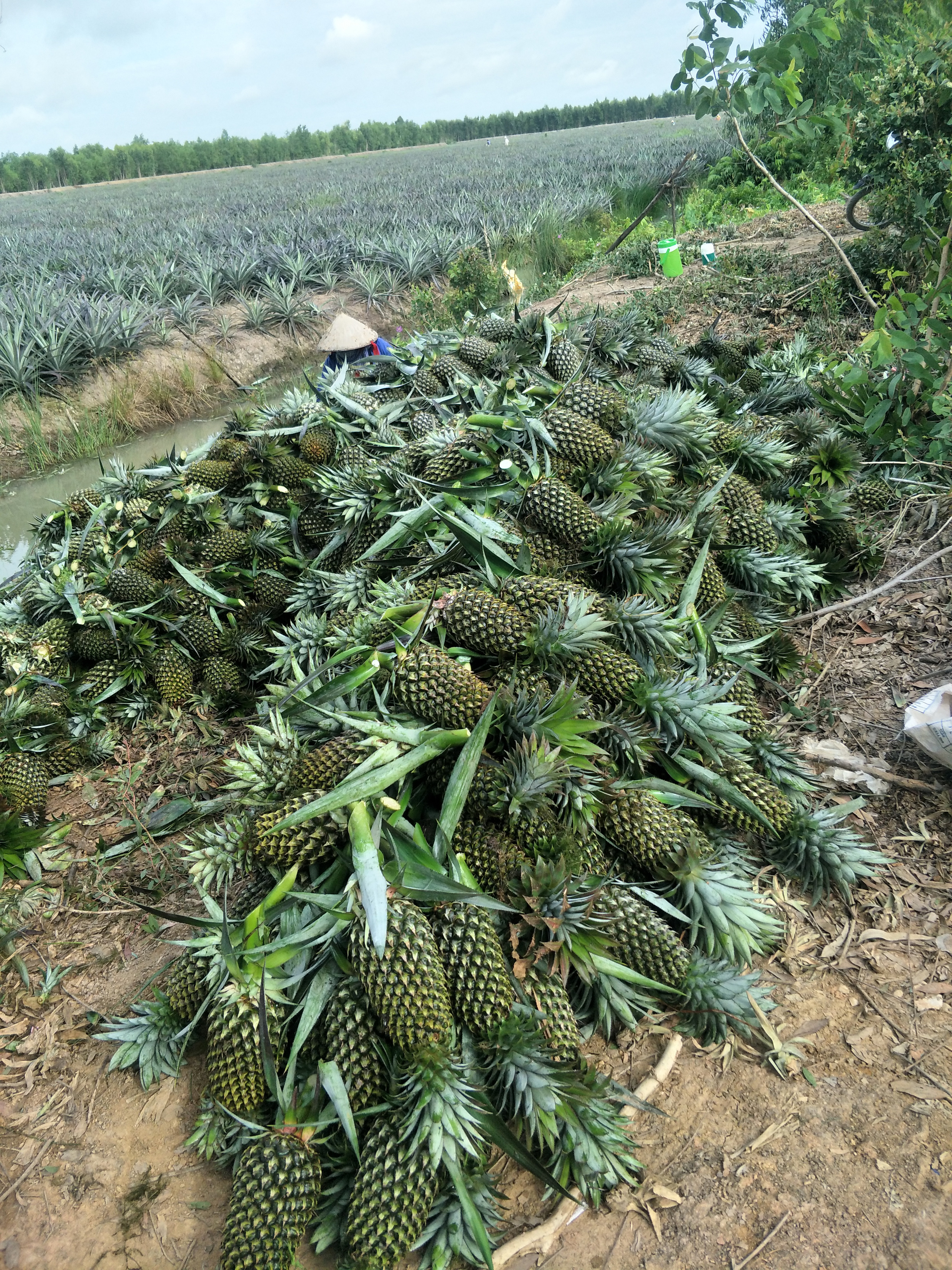 Long An: “Đụng” dịch Covid-19, giá trái “nồi đồng, cối đá” lao dốc, nông dân lo thua lỗ - Ảnh 2.