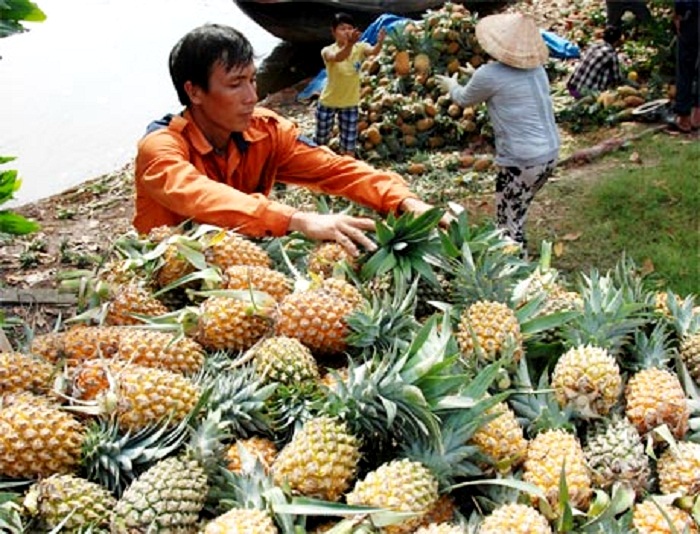 Long An: “Đụng” dịch Covid-19, giá trái “nồi đồng, cối đá” lao dốc, nông dân lo thua lỗ - Ảnh 3.