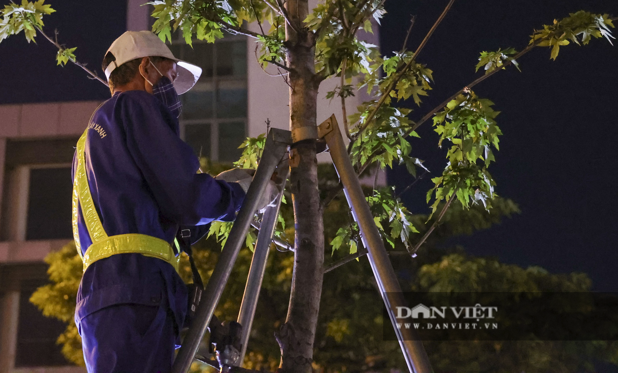 Hà Nội di dời hàng cây phong lá đỏ trong đêm... để tránh nắng - Ảnh 3.