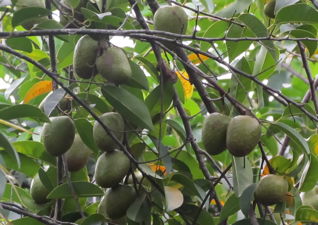 Trái cây hoang dã-một thuở bình bát, cà na - Ảnh 1.