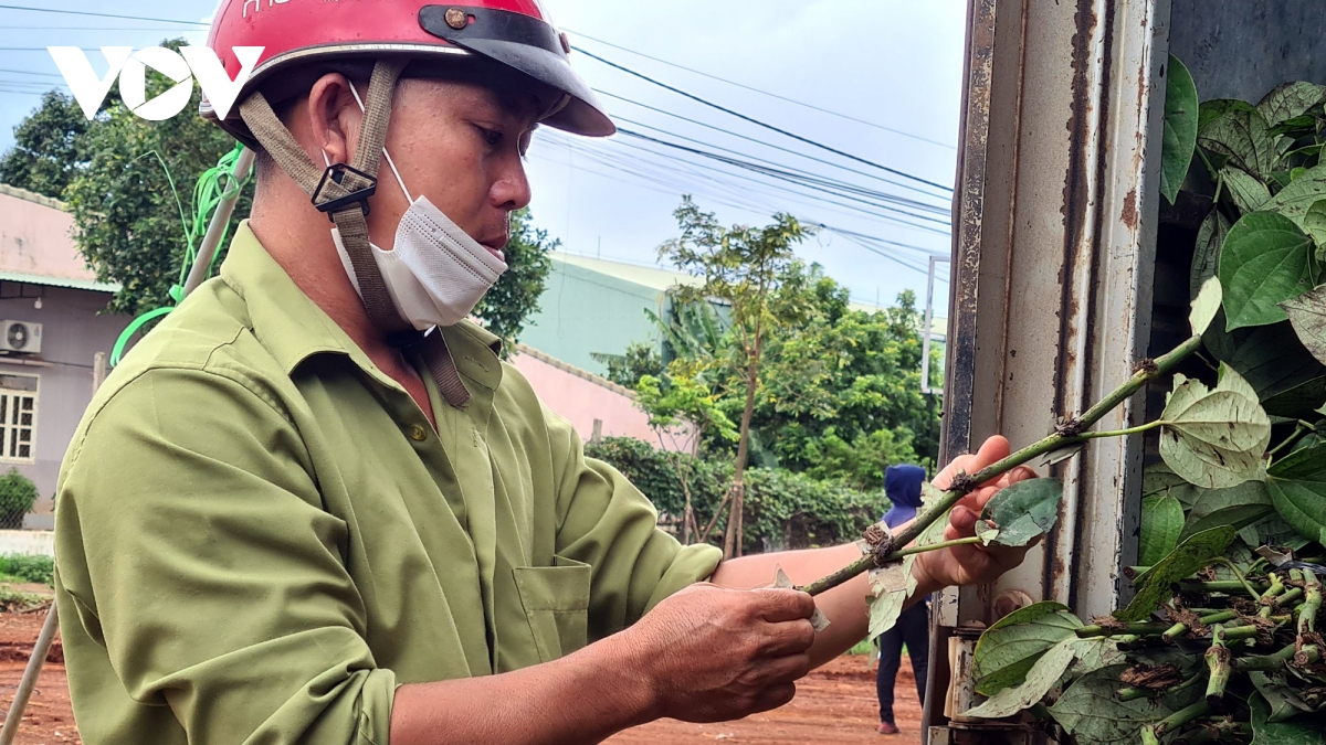 Hồ tiêu Gia Lai nhích giá, nông dân bắt đầu trồng trở lại - Ảnh 2.