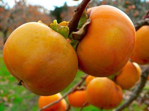 Dù giá có cao đến đâu thì 7 loại trái cây không hạt này  vẫn &quot;làm mưa làm gió&quot; trên thị trường - Ảnh 16.