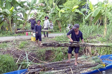 Hậu Giang: Mía chục là mía gì mà vụ này nông dân chặt đến đâu bán hết đến đó? - Ảnh 1.