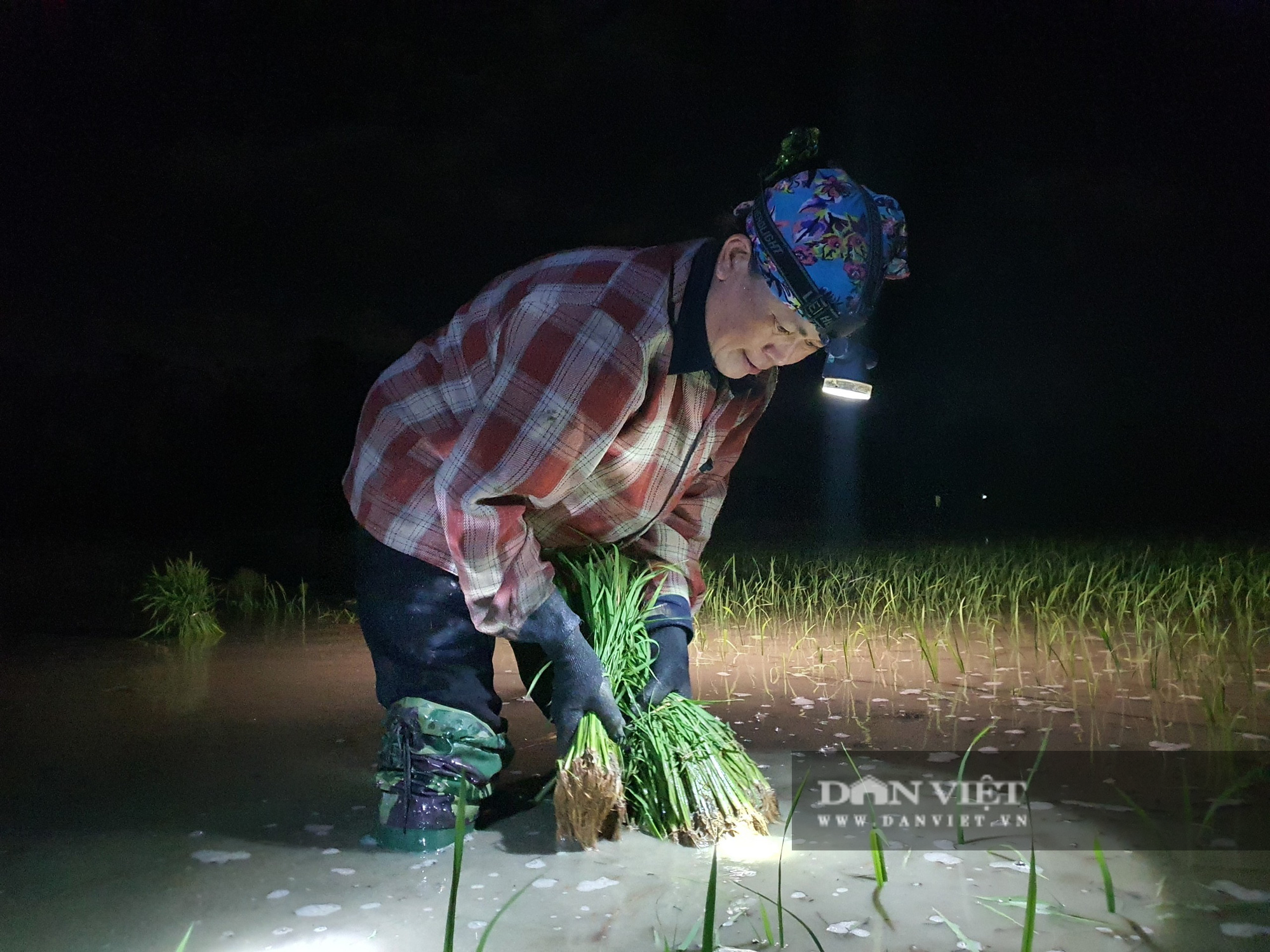 Thanh Hoá: Nắng nóng 40C nông dân Thanh Hóa chong đèn đi cấy lúa đêm  - Ảnh 10.