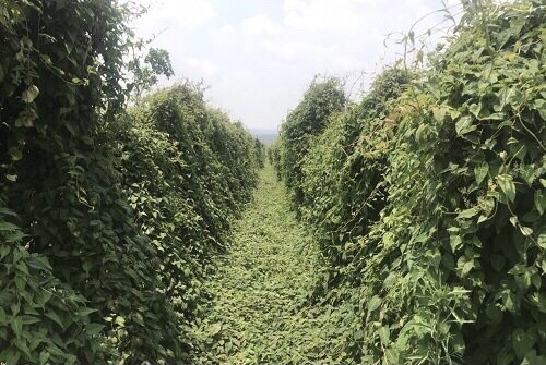 Gia Lai: Phát triển 20.000 ha dược liệu với số vốn hơn 5.000 tỷ đồng. - Ảnh 1. Gia Lai: Phát triển 20.000 ha dược liệu với số vốn hơn 5.000 tỷ đồng. - Ảnh 1.
