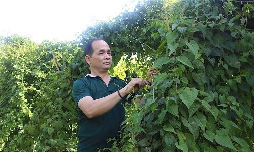 Gia Lai: Phát triển 20.000 ha dược liệu với số vốn hơn 5.000 tỷ đồng. - Ảnh 2. Gia Lai: Phát triển 20.000 ha dược liệu với số vốn hơn 5.000 tỷ đồng. - Ảnh 2.