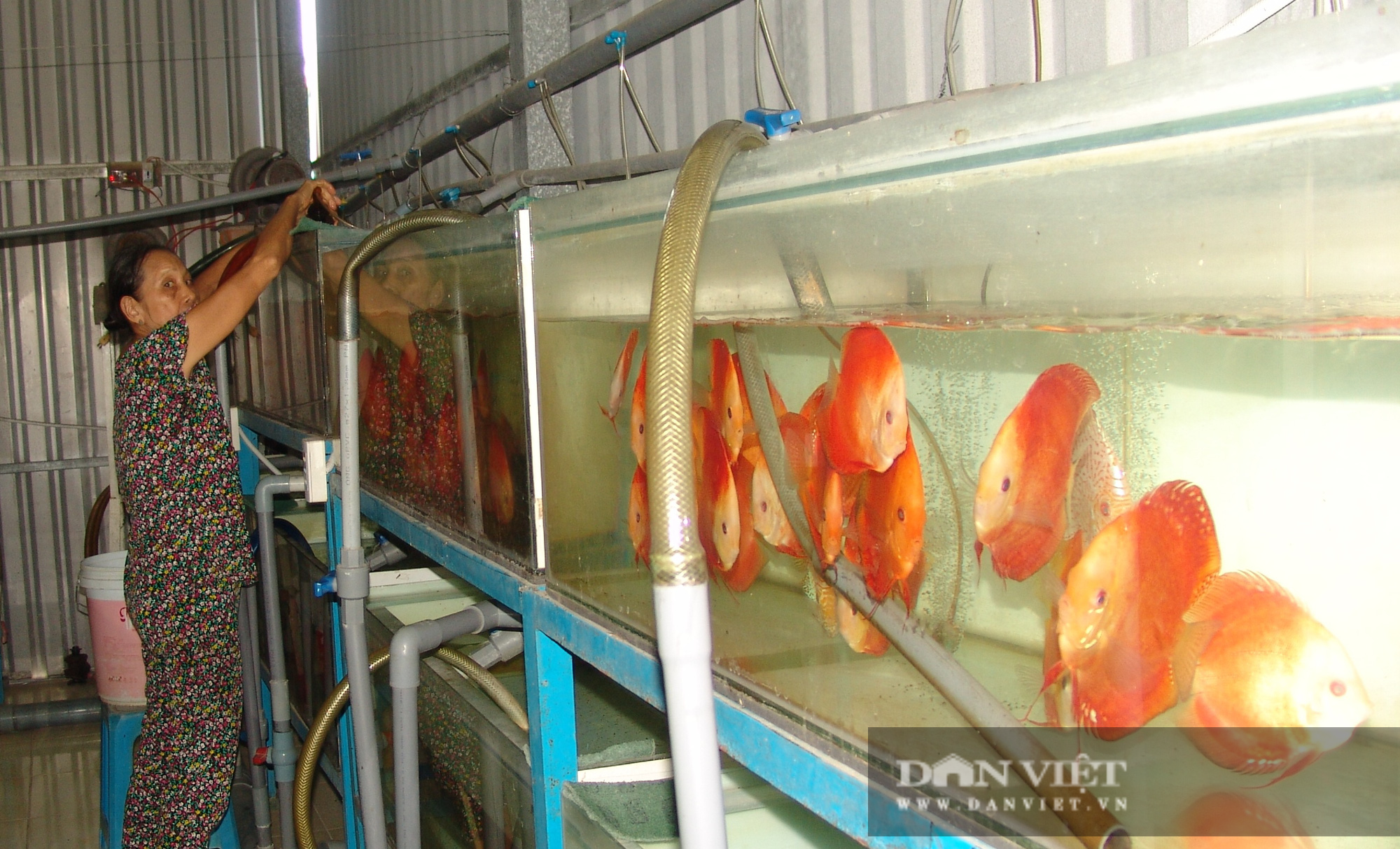 Long An: Ương loại cá kiểng này bằng chuyển đổi số, anh nông dân thu tiền tỷ - Ảnh 4.