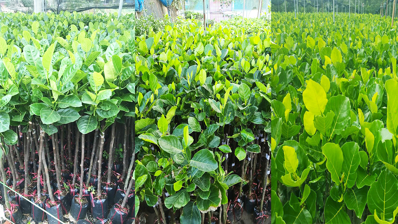 Giá mít Thái hôm nay 24/6: Giá mít giống giảm tiếp tục mạnh, cơ sở sản xuất cây giống xoay xở bằng cách nào? - Ảnh 1.