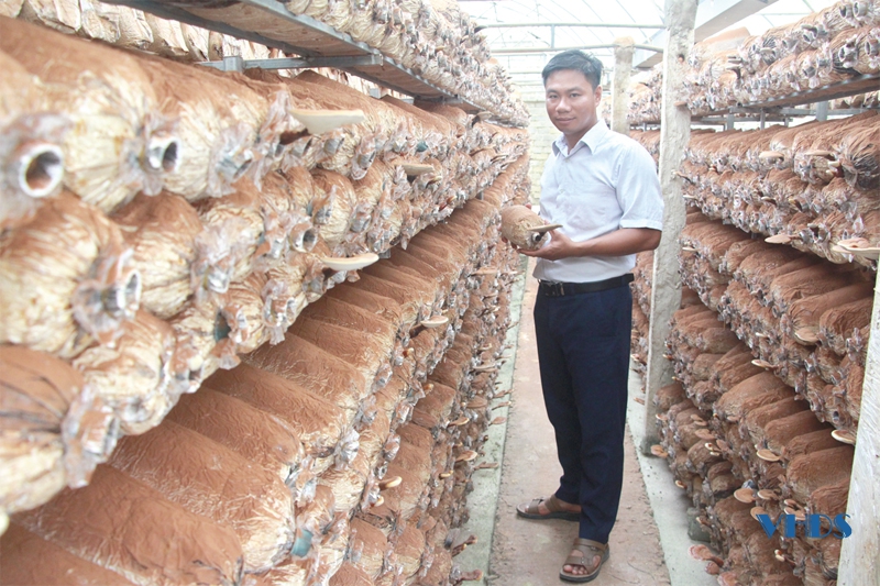 Anh thanh niên Thanh Hóa 36 tuổi đã có 3 sản phẩm OCOP trong tay từ cây nấm, doanh thu tiền tỷ mỗi năm - Ảnh 1.