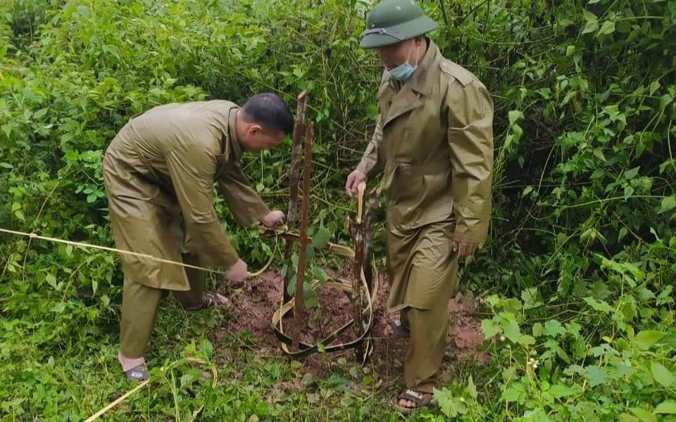 Nậm Pồ: Trồng 2.900 cây hoa ban hưởng ứng Tết trồng cây năm 2021