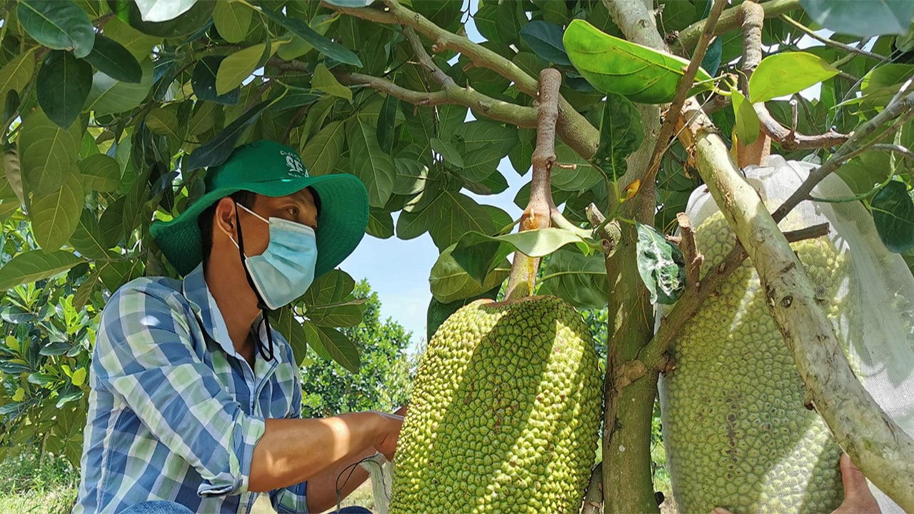 Giá mít Thái hôm nay 25/6: Mùa mưa bón phân gì tốt nhất, tạo sao nhất định phải làm sạch cỏ vườn mít Thái? - Ảnh 1.