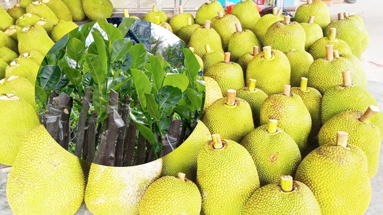 Giá mít Thái hôm nay 26/6: Giá cây mít giống siêu rẻ, các cơ sở tung đủ loại khuyến mãi kéo khách - Ảnh 1.