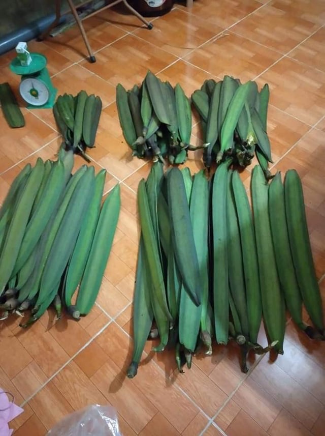 3 loại quả dại mọc bờ rào nay lên kệ bán cả trăm nghìn/kg - Ảnh 10.