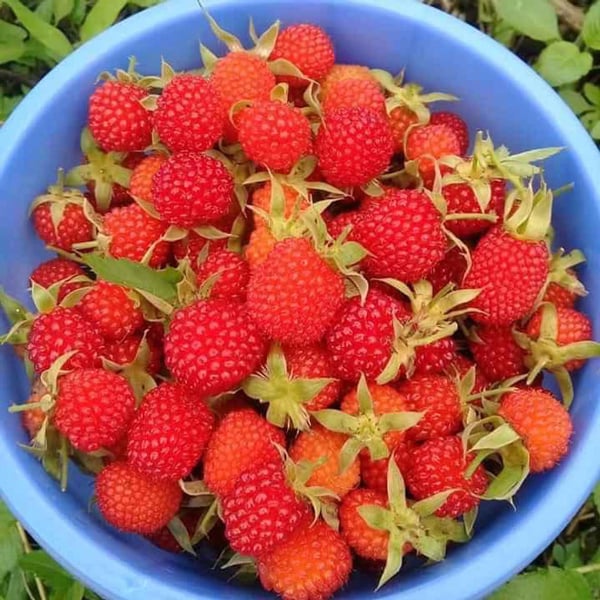3 loại quả dại mọc bờ rào nay lên kệ bán cả trăm nghìn/kg - Ảnh 7.