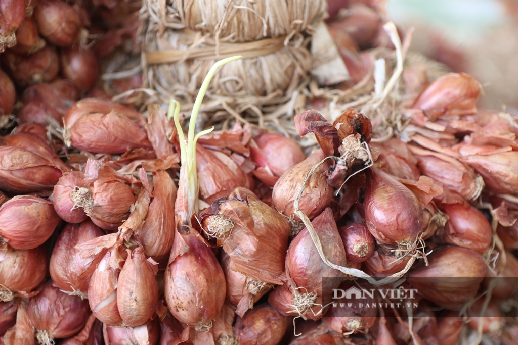 Ninh Thuận: Hành tím rớt giá thê thảm, nông dân kêu gọi giải cứu - Ảnh 2.