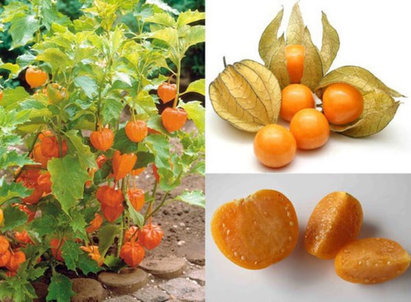 3 loại quả dại mọc hoang trong rừng, ngoài bờ rào... nay &quot;ngồi&quot; lên kệ bán cả trăm nghìn/kg - Ảnh 4.