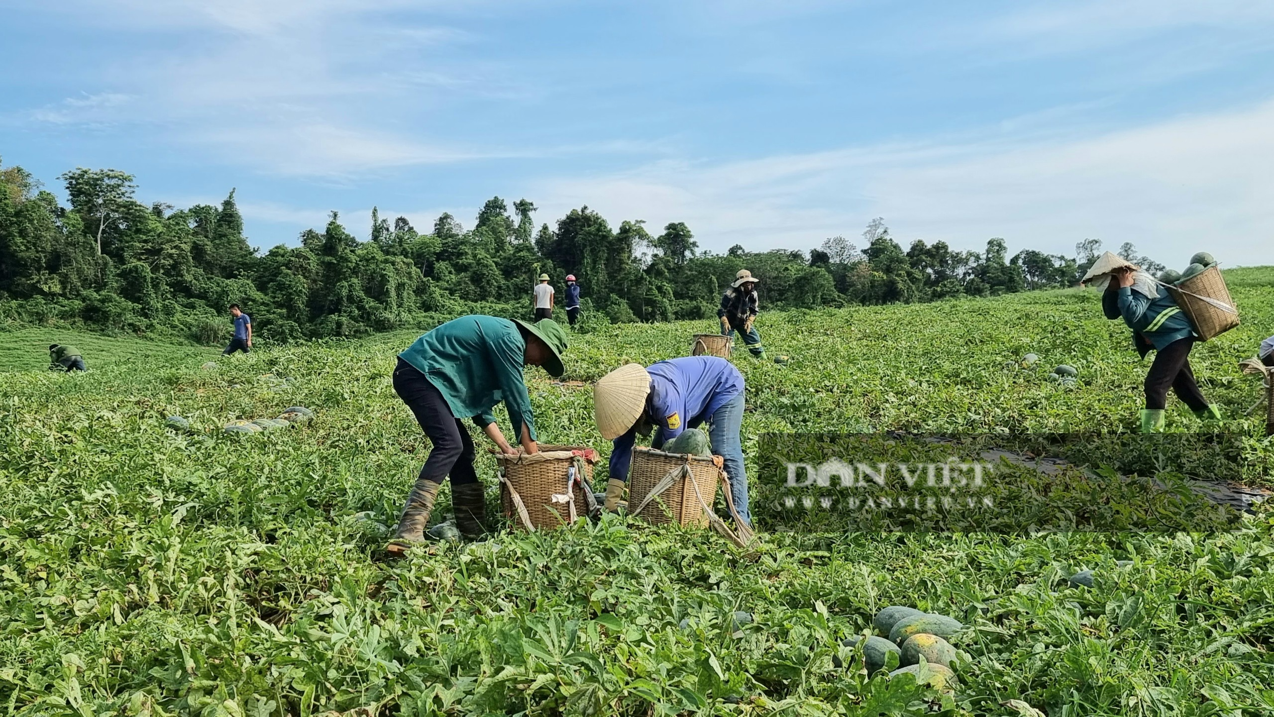 Nông dân Thanh Hóa “chang” dưới nắng nóng 38 độ C thu hoạch dưa hấu - Ảnh 2.