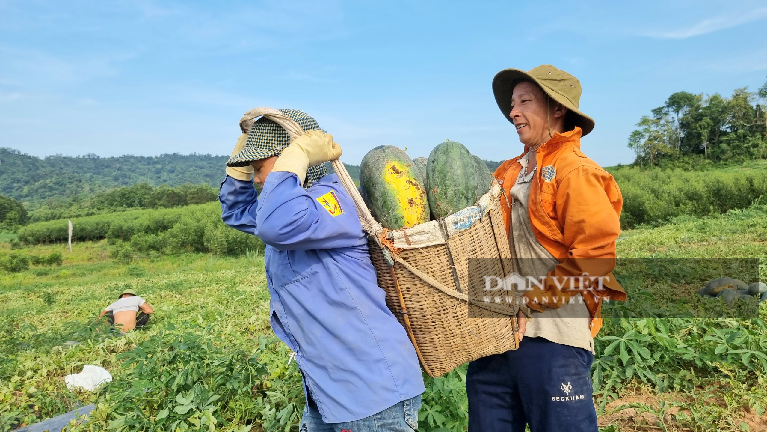 Nông dân Thanh Hóa “chang” dưới nắng nóng 38 độ C thu hoạch dưa hấu - Ảnh 5.