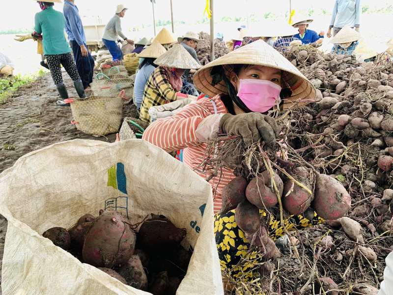 Vĩnh Long: Giá 1 ký khoai lang không bằng ly trà đá, nông dân trắng tay - Ảnh 2. Vĩnh Long: Giá 1 ký khoai lang không bằng ly trà đá, nông dân trắng tay - Ảnh 2.